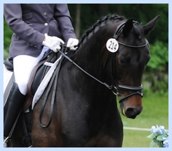 pic of Helenikos Farm Horses